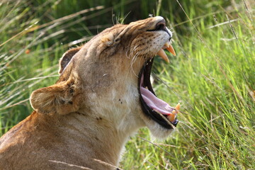 Fototapeta premium Portrait of an adult lion with dark mane resting in high green grass