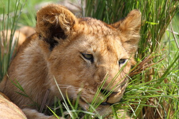 Portrait of a cute lion cub looking into camera