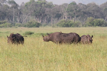 Fototapeta premium A rhino family is grazing in the savana almost hidden by tall grass