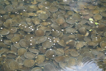 The Podocnemididae are a family of side-necked turtles. Here the breeding of about 1000 babies (Podocnemis expansa) in a water basin, wildlife reintroduction center. Balbina, Amazon rainforest, Brazil