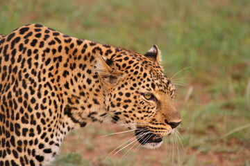 Face closeup of a wild leopard walking in savanna