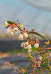 Close up of a view to greenhouses, blueberry flowers farmyard with a lot of fresh blueberries