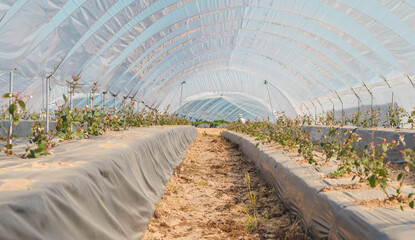 View to greenhouses, blueberry flowers farmyard with a lot of fresh blueberries