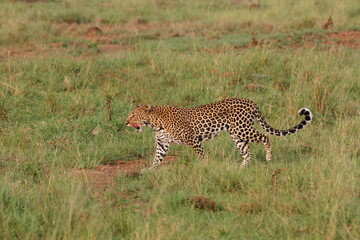 Leopard walking down a rocky hill slope with one paw raised