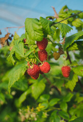 Growing organic raspberries in greenhouse plantation