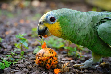 Amazona amazonica, popularly known as curica or maned parrot, is a species of bird in the Psittacidae family. Here the bird eating a tropical Tucuma fruit (Astrocaryum aculeatum).