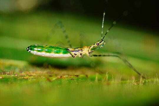 Close up of an Assassin Bug Nymph of the Tribe Harpactorini (family Reduviidae), about 20 mm in size. Wild nymphs on a leaf in Amazon rainforest near Balbina, Amazonas, Brazil.