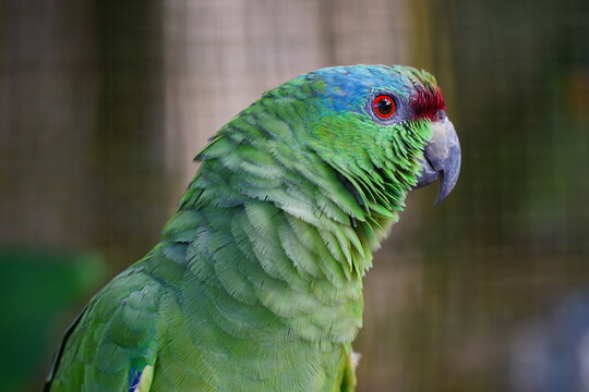 Festive Parrot (Amazona festiva), Amazon rainforest near Balbina, Amazonas, Brazil, South America.