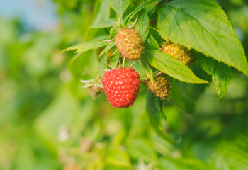 Growing organic raspberries in greenhouse plantation