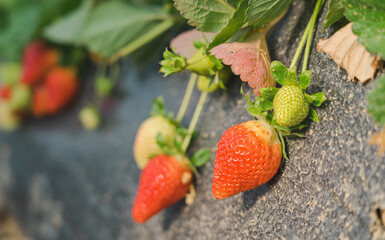 Growing organic strawberries in greenhouse plantation