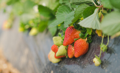 Growing organic strawberries in greenhouse plantation