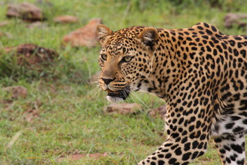 Face closeup of a wild leopard walking in savanna