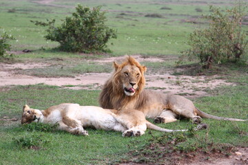 Close-up of a lion and lioness resting after mating 