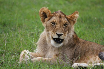 Fototapeta na wymiar Cute lion cub rests on green grass looking into camera and mouth open