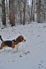 beagle in snow
