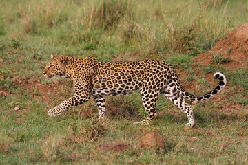 Leopard walking down a rocky hill slope with one paw raised