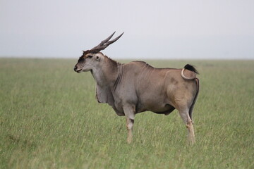 Common eland antelope standing on green grass looking for danger. Side view.