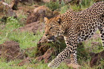 Leopard walking down a rocky hill slope with one paw raised