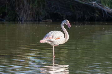 Flamingo at the Ornithological Park of Pont de Gau.