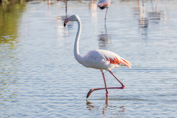 Flamingo at the Ornithological Park of Pont de Gau.