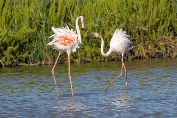 Flamingos at the Ornithological Park of Pont de Gau.