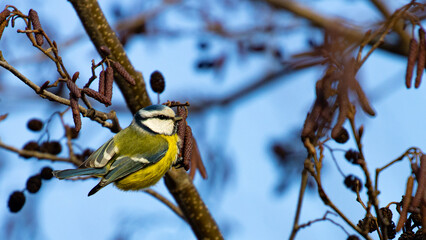 beautiful Eurasian blue tit eating small cones during winter time. Poland. Birds of Europe