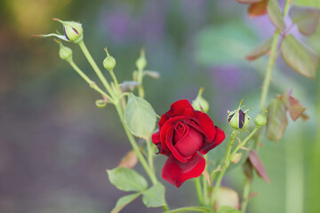 Beautiful roses in garden