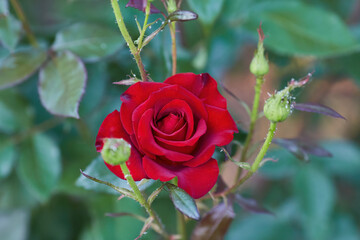 Beautiful roses in garden