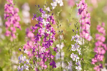 Delphinium elatum close up background. Multicolored Larkspur flowers, blue, pink flowers grows in the garden