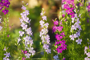 Delphinium elatum close up background. Multicolored Larkspur flowers, blue, pink flowers grows in the garden