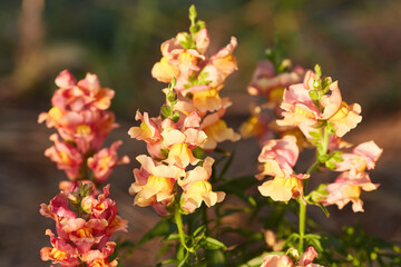 Delphinium elatum close up background. Multicolored Larkspur flowers, blue, pink flowers grows in the garden