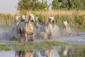 Horses running through the marshes in the Camargue.