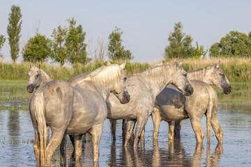Horses in the marshes of the Camargue.