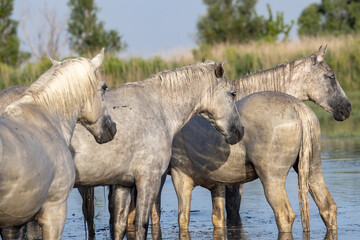 Fototapeta premium Horses in the marshes of the Camargue.