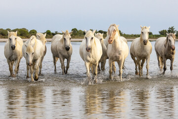 Herd of horses wading through the marshes of the Camargue.
