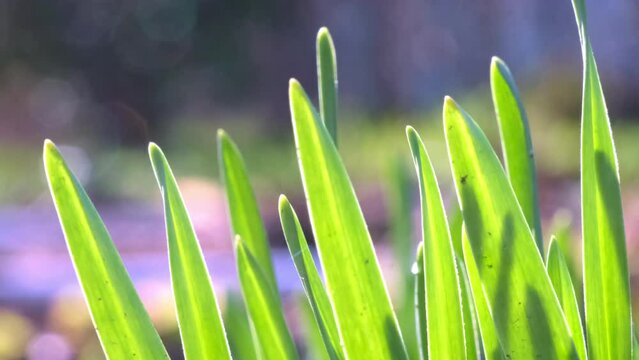 Palm leaves sway in light wind growing against parrys primroses flowerbed illuminated by sunlight. Setaria palmifolia reaches for bright sun