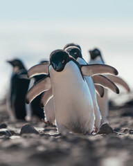 Adelie penguins march off towards the sea to find more food having swapped parenting duties a few hundred meters inland. © James