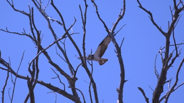 Hawk eagle-snake-eater flies on a clear blue sky. Eagle-snake-eater (Circaetus gallicus, Circaetus ferox).