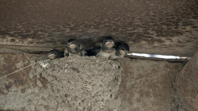 Swallow flew into nest with chicks. Swallow- nest close-up,