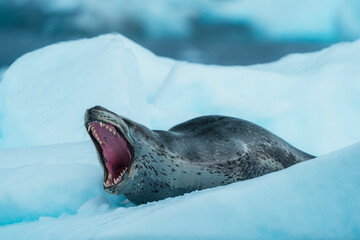 A leopard seal bares its teeth as it lies on top of an iceberg at Lindblad Cove, Antarctica © James