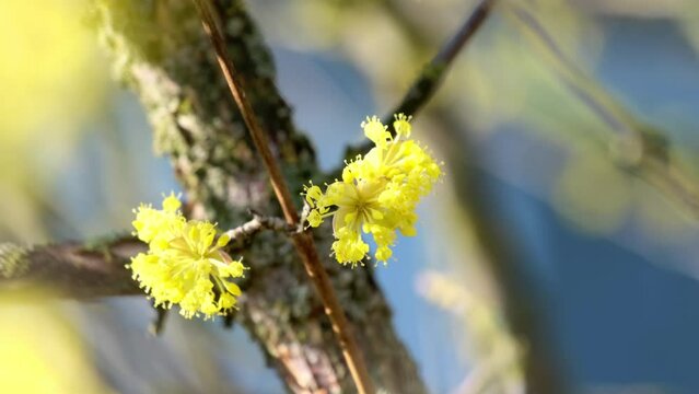 Flowers attract insects to explore trees full of glowing buds. Yellow petals of lindera obtusiloba hanging from thin branches swayed in light wind