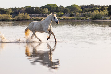 Obraz na płótnie Canvas Horse running through the marshes of the Camargue.