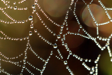 cobwebs and dew