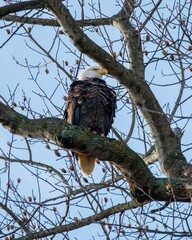 eagle on tree