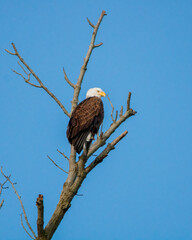 Eagle perched on a branch