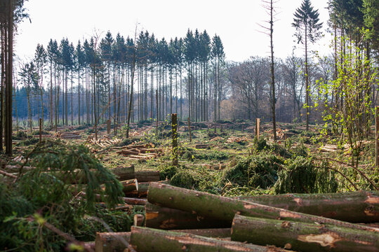 Clear cutting of a spruce forest