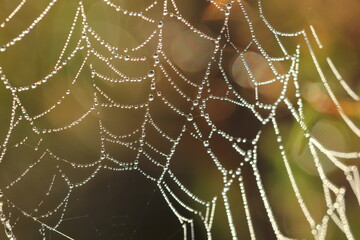 Fototapeta premium cobwebs and dew