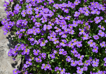 Obraz premium Blaukissen, Aubrieta-Hybride, blühend mit Biene