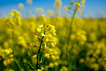 Close up blooming rapeseedin agricultural field. Rapeseed is grown for the production of animal feeds, vegetable oils and biodiesel