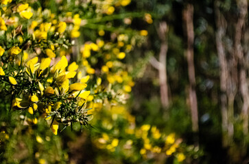 Flowers of the gorse or toxo in Galician, a typical shrub from the north of Spain